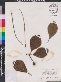 Peperomia obtusifolia image