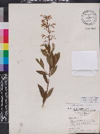 Amsonia rigida image