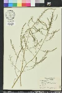 Asparagus officinalis image