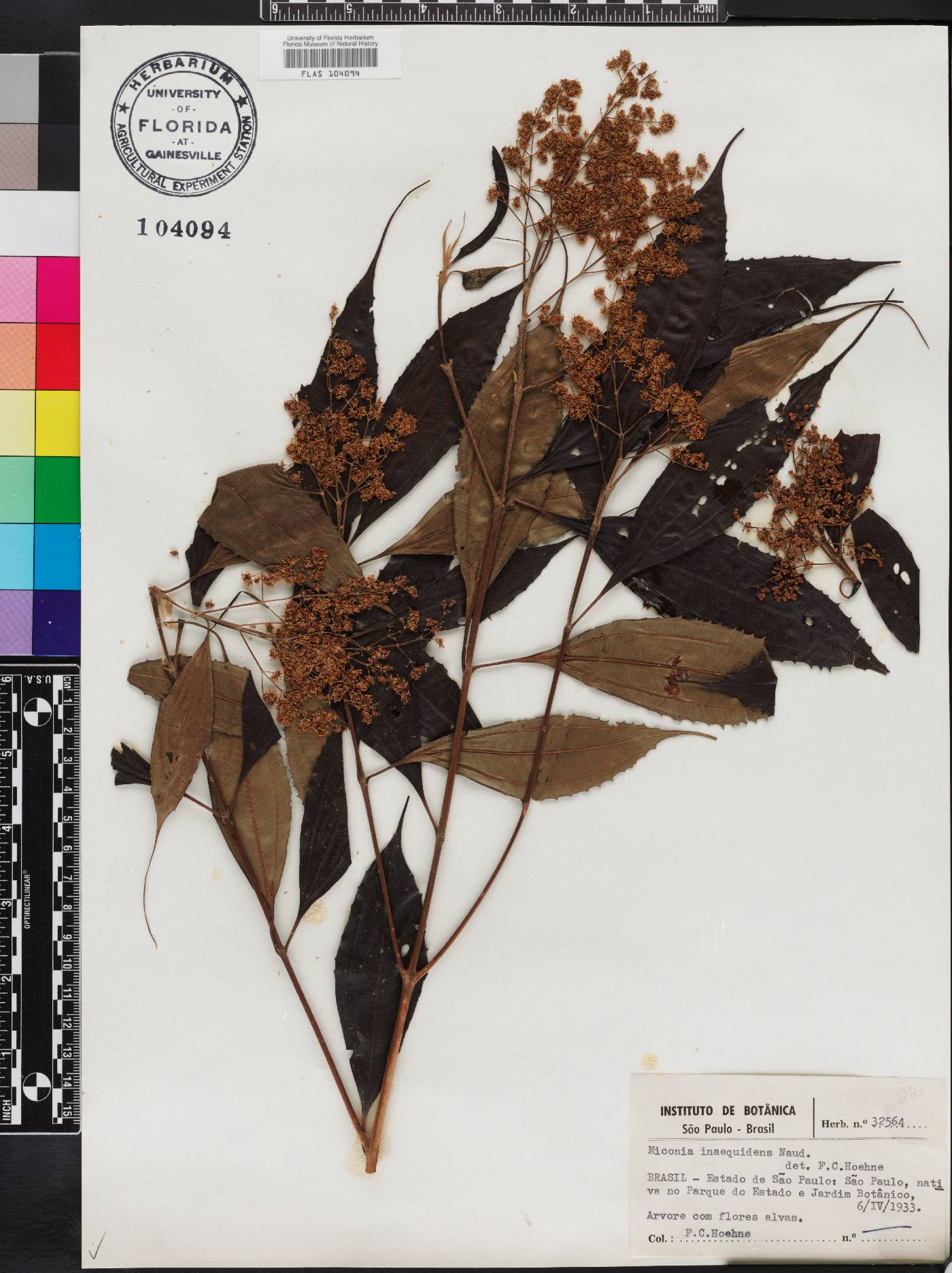 Miconia inaequidens image