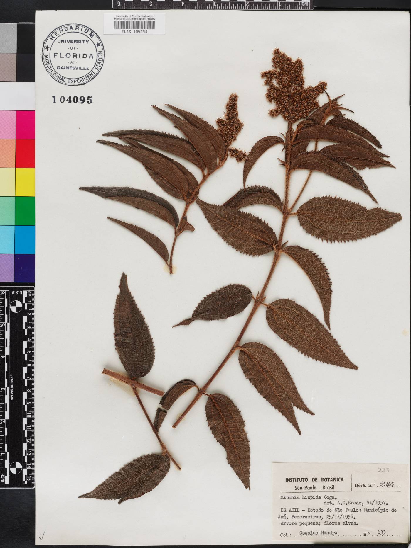 Miconia trianae image