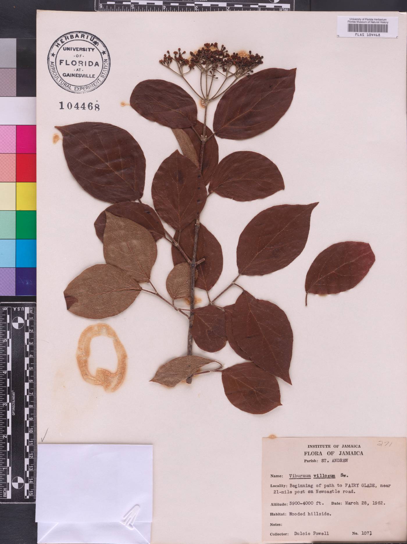 Viburnum villosum image