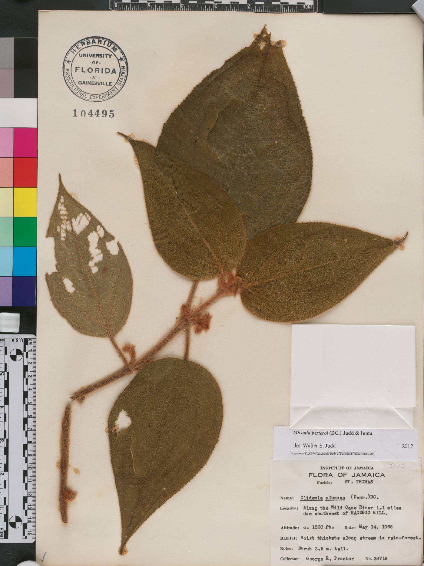 Miconia berteroi image