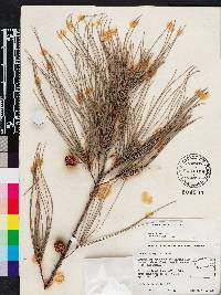 Casuarina equisetifolia image