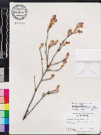 Amelanchier canadensis image