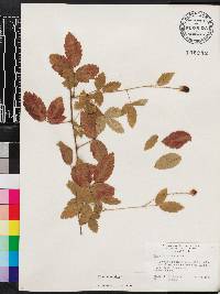 Rubus trivialis image