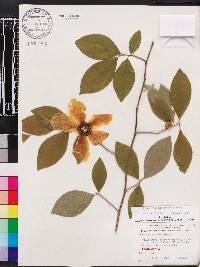 Stewartia malacodendron image