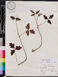 Toxicodendron pubescens image