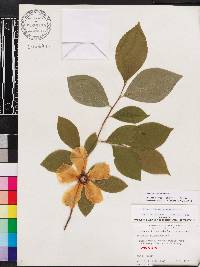 Stewartia malacodendron image