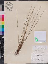 Eleocharis elongata image