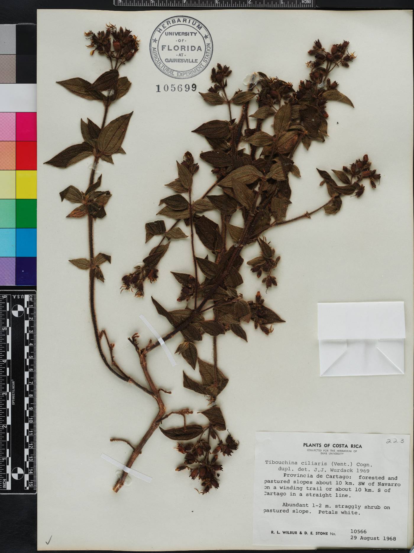 Chaetogastra ciliaris image