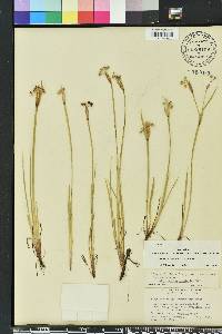 Sisyrinchium xerophyllum image