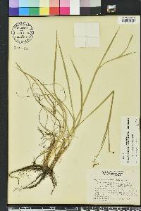 Sisyrinchium nashii image