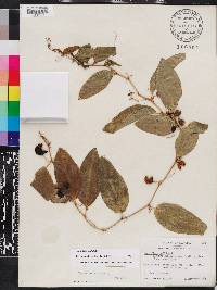 Passiflora suberosa image