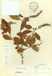 Clethra alnifolia image