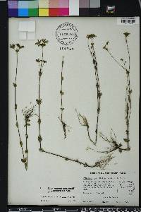 Mitreola sessilifolia image