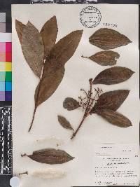 Viburnum cassinoides image