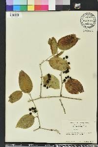 Smilax tamnoides image