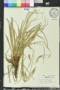 Carex cherokeensis image