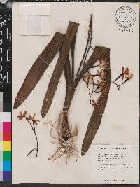 Encyclia rufa image