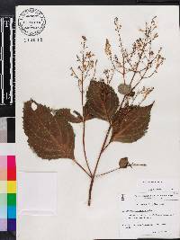 Collinsonia canadensis image