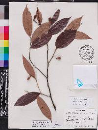 Licania parviflora image