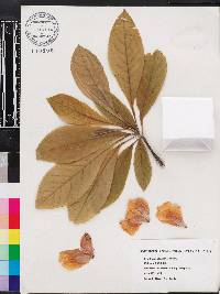 Franklinia alatamaha image