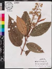 Miconia serrulata image