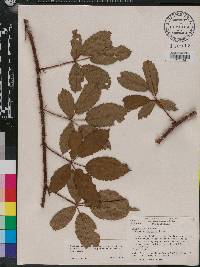 Rubus argutus image