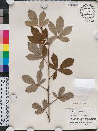 Rubus cuneifolius image