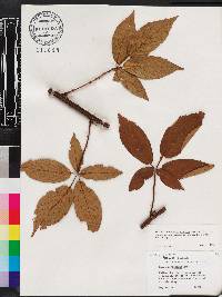 Rubus argutus image