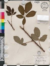 Rubus argutus image