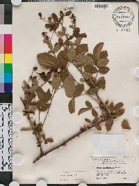 Rubus argutus image