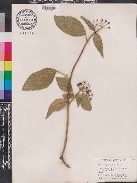 Hedera nepalensis image