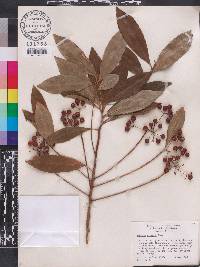 Ardisia crenata image