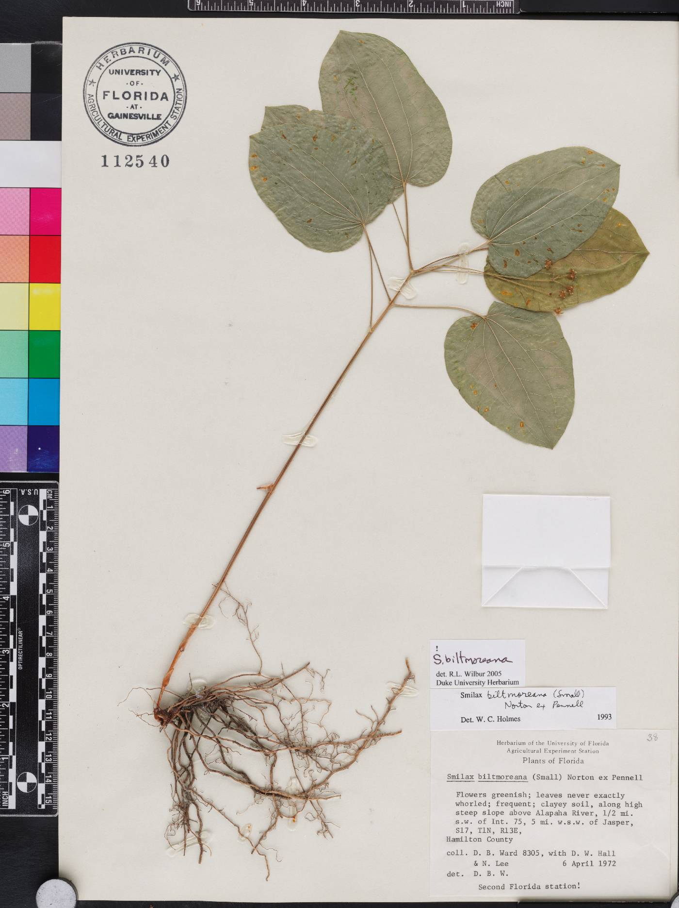 Smilax biltmoreana image