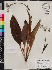 Andersonglossum virginianum image