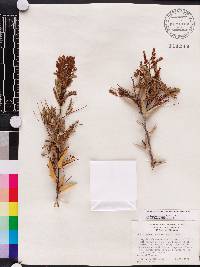 Acacia sphaerocephala image