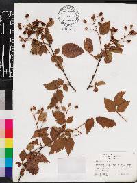 Rubus argutus image