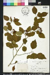Crataegus viridis image