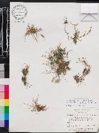 Oldenlandiopsis callitrichoides image