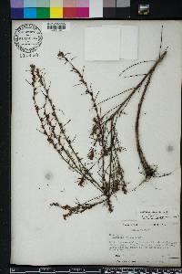 Ludwigia linearis image