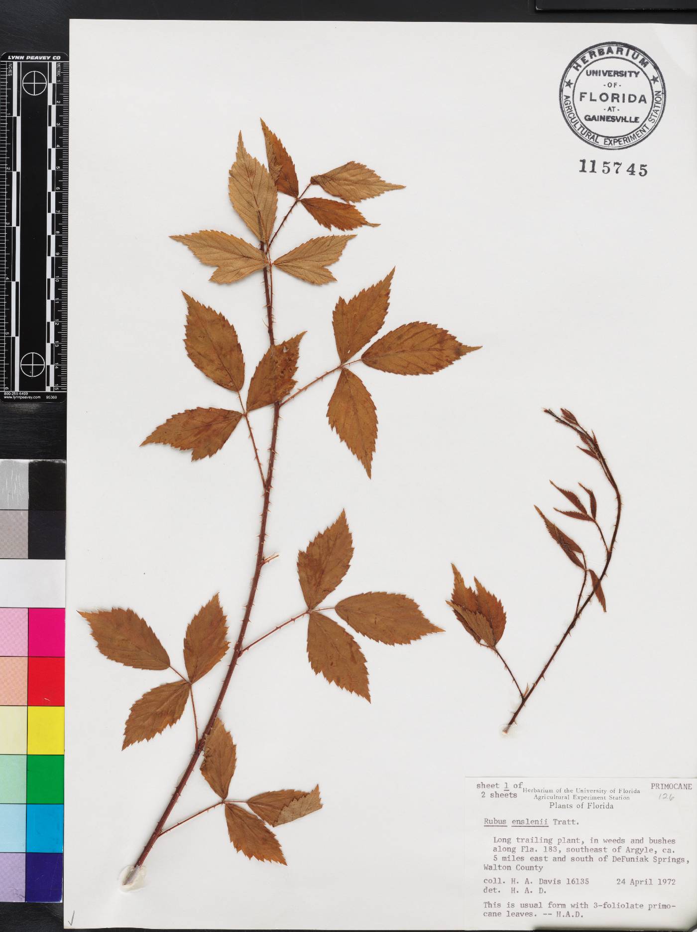 Rubus enslenii image