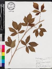 Rubus enslenii image