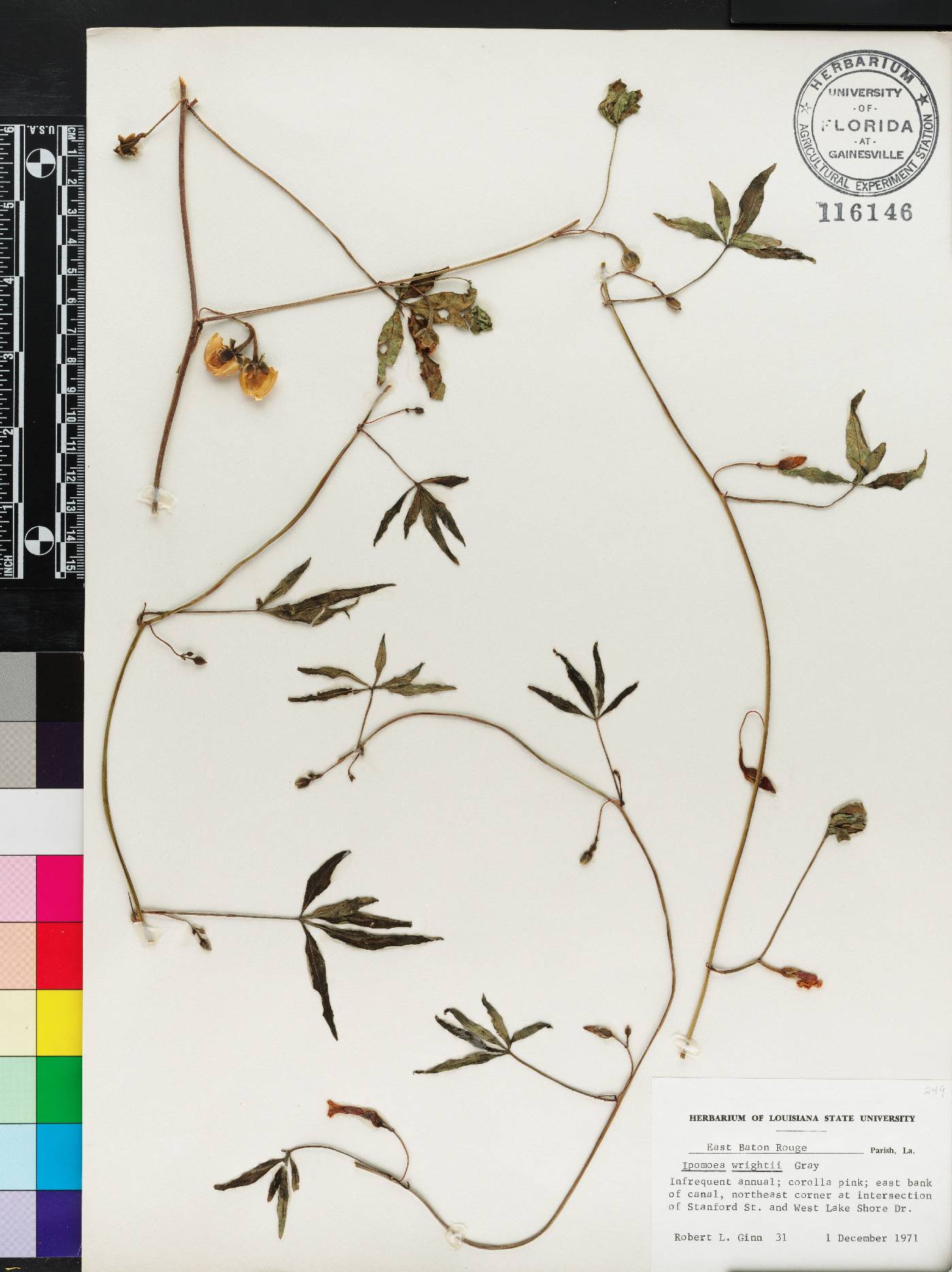 Ipomoea wrightii image