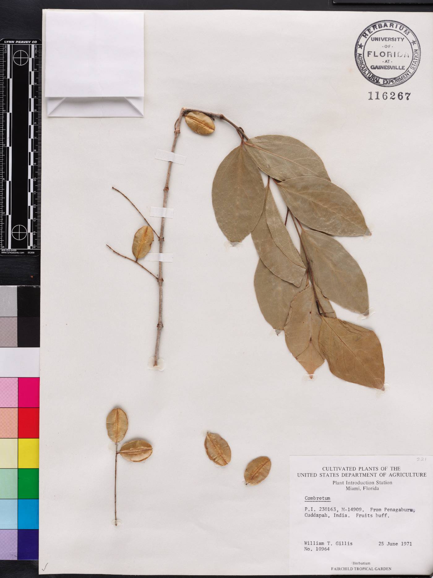 Combretum albidum image