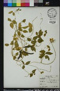 Vigna luteola image