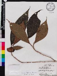 Miconia triplinervis image