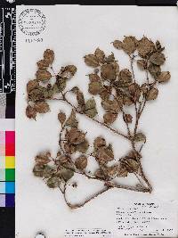 Blakea pauciflora image