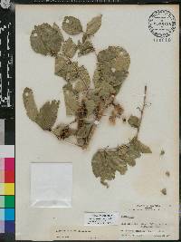 Zanthoxylum clava-herculis subsp. clava-herculis image